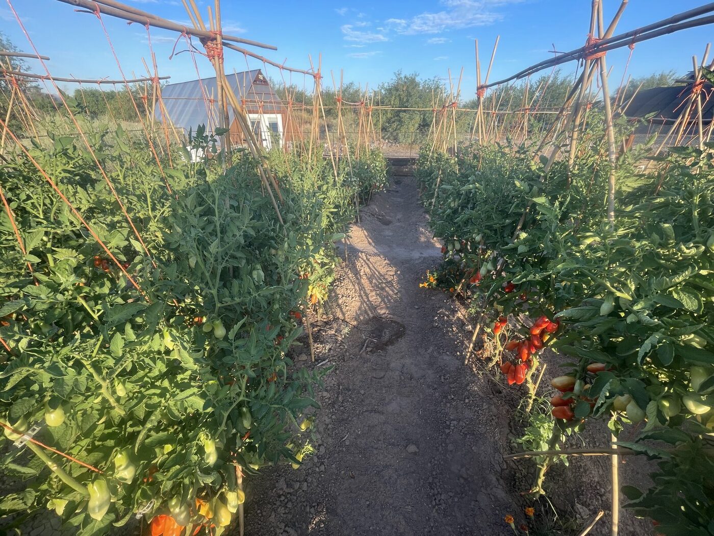 Two rows of paste tomatoes